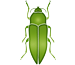 Coleoptera
