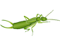 Dermaptera
