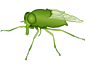 Diptera