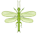 Embioptera