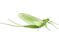 Ephemeroptera