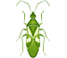 Hemiptera