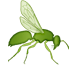 Hymenoptera