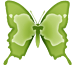 Lepidoptera