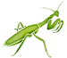 Mantodea