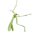 Mecoptera
