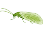 Megaloptera
