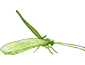 Neuroptera
