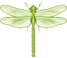 Odonata