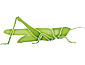 Orthoptera