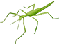 Phasmatodea