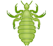 Phthiraptera