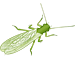 Plecoptera