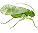 Psocoptera