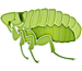 Siphonaptera