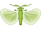 Strepsiptera