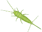 Thysanura