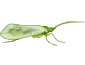 Trichoptera