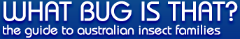 Logo: What Bug Is That?
